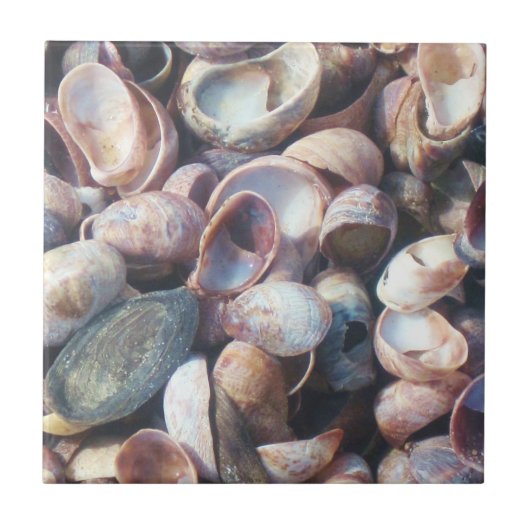 Muschel Fliese (Vorderseite)