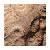 Muschel-Fossilien Fliese (Vorderseite)