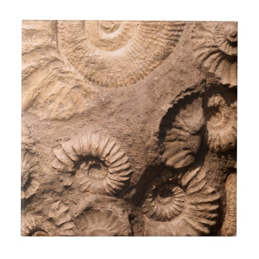 Muschel-Fossilien Fliese (Vorderseite)