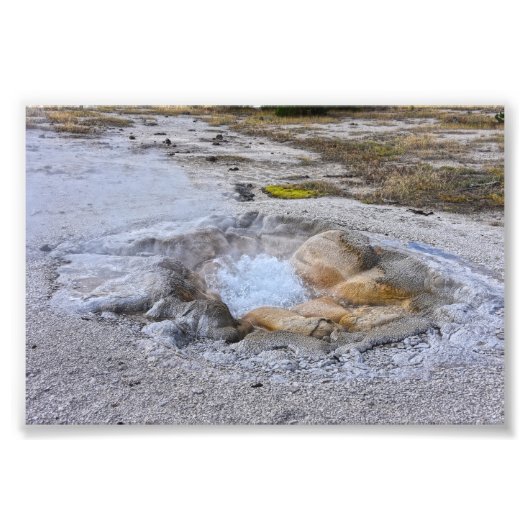 Muschel Frühling im Yellowstone Nationalpark, Wyom Fotodruck (Vorne)