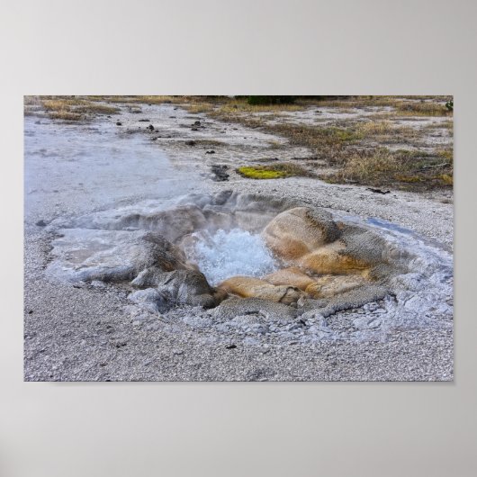 Muschel Frühling im Yellowstone Nationalpark, Wyom Poster (Vorne)