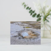 Muschel Frühling im Yellowstone Nationalpark, Wyom Postkarte (Stehend Vorderseite)