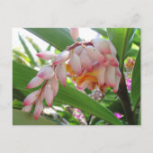 Muschel Ginger Blume Blumenpostkarte Postkarte (Vorderseite)