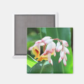 Muschel Ginger Foto Square Magnet (Vorderseite/Rückseite)