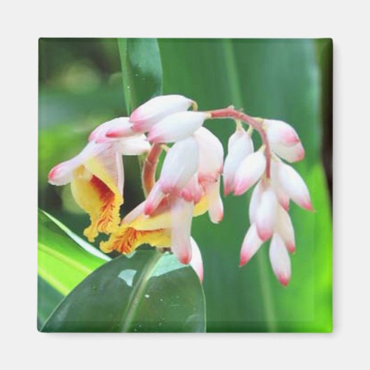 Muschel Ginger Foto Square Magnet (Vorne)