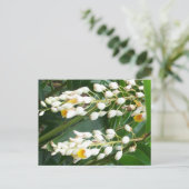 Muschel Ginger Postcard Postkarte (Stehend Vorderseite)