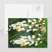 Muschel Ginger Postcard Postkarte (Vorne/Hinten)