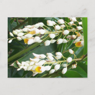 Muschel Ginger Postcard Postkarte