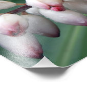 Muschel Gingers Fotodruck (Ecke)