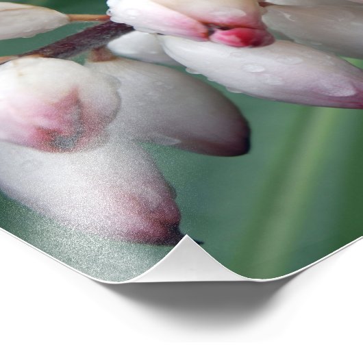 Muschel Gingers Fotodruck (Ecke)