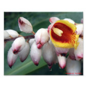 Muschel Gingers Fotodruck (Vorne)