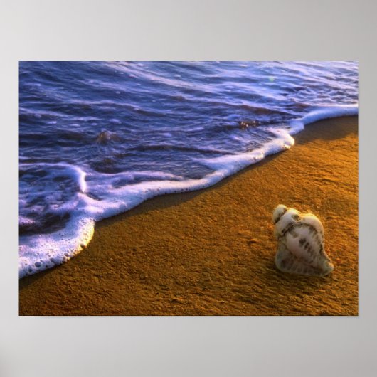 Muschel im Meer in der Surfzone Poster (Vorne)