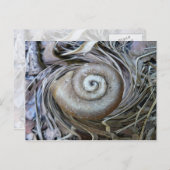 Muschel im Schneckentempo Postcard Postkarte (Vorne/Hinten)