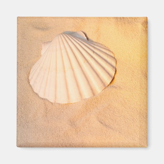 Muschel in Sand Magnet (Vorne)