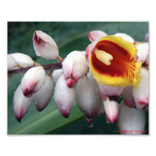 Muschel-Ingwer Fotodruck