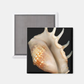 Muschel - Konchologie - Conch Magnet (Vorderseite/Rückseite)