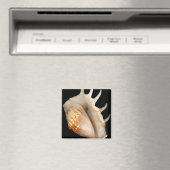 Muschel - Konchologie - Conch Magnet (In Situ (Geschirrspüler))