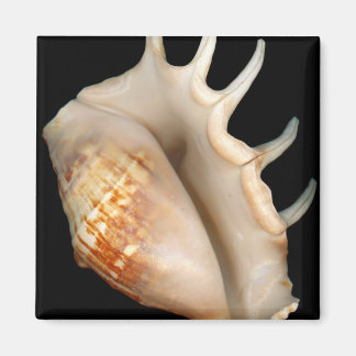 Muschel - Konchologie - Conch Magnet
