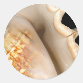 Muschel - Konchologie - Conch Runder Aufkleber