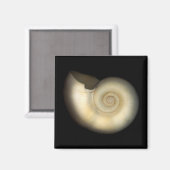 Muschel - Konchologie - Nautilus Magnet (Vorderseite/Rückseite)