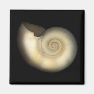 Muschel - Konchologie - Nautilus Magnet