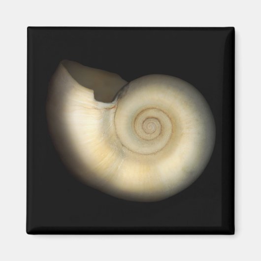 Muschel - Konchologie - Nautilus Magnet (Vorne)