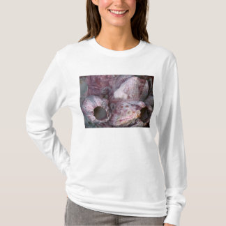 Muschel - Konchologie - Vulkaninsel T-Shirt