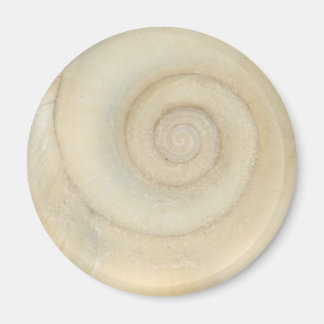 Muschel - Konchologie - Weiße Spirale Magnet
