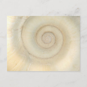 Muschel - Konchologie - Weiße Spirale Postkarte