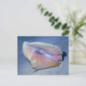 Muschel Königin conch (Strombus gigas) Postkarte (Stehend Vorderseite)