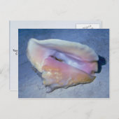 Muschel Königin conch (Strombus gigas) Postkarte (Vorne/Hinten)