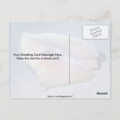 Muschel Königin conch (Strombus gigas) Postkarte (Rückseite)