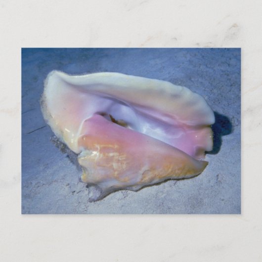 Muschel Königin conch (Strombus gigas) Postkarte (Vorderseite)