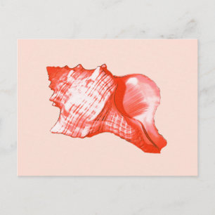 Muschel - Korallen, Muschel rosa und weiß Postkarte