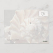 Muschel Lighting Whelk Fotografie Postkarte (Rückseite)