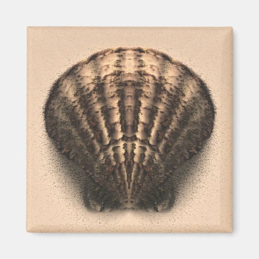 Muschel Magnet (Vorne)