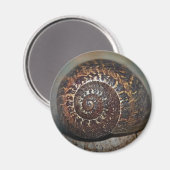 Muschel Magnet (Vorderseite/Rückseite)