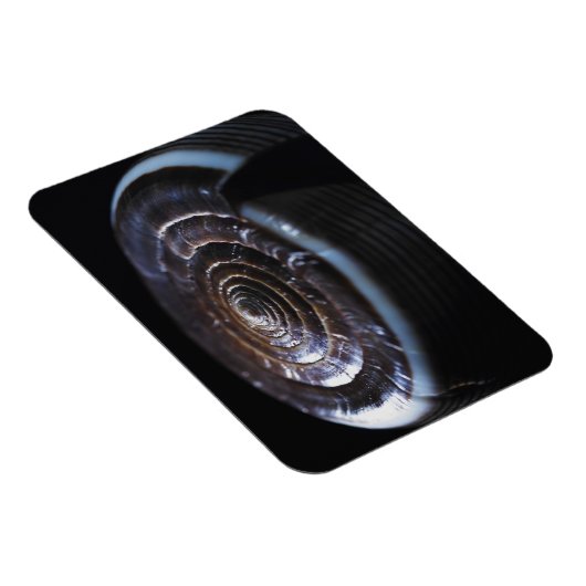 Muschel Magnet (Rechte Seite)