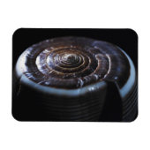 Muschel Magnet (Horizontal)