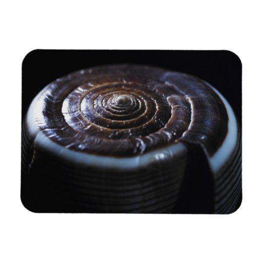 Muschel Magnet (Horizontal)