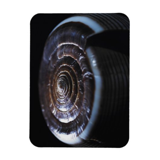 Muschel Magnet (Vertikal)