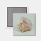 MUSCHEL-Magnet CONCH (Quadrat) Magnet (Vorderseite/Rückseite)