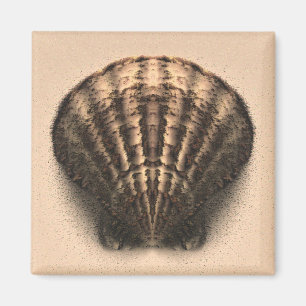 Muschel-Magnet Magnet