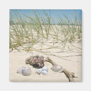 Muschel-Magnet Magnet