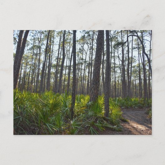 Muschel Mound Park Trail, Dauphin Island, AL Postkarte (Vorderseite)