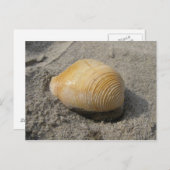 Muschel Nah Postkarte (Vorne/Hinten)