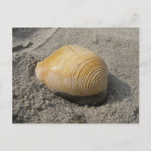 Muschel Nah Postkarte (Vorderseite)