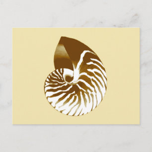 Muschel Nautilus - braun, weiß und beige Postkarte