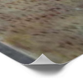 Muschel nautilus poster (Ecke)