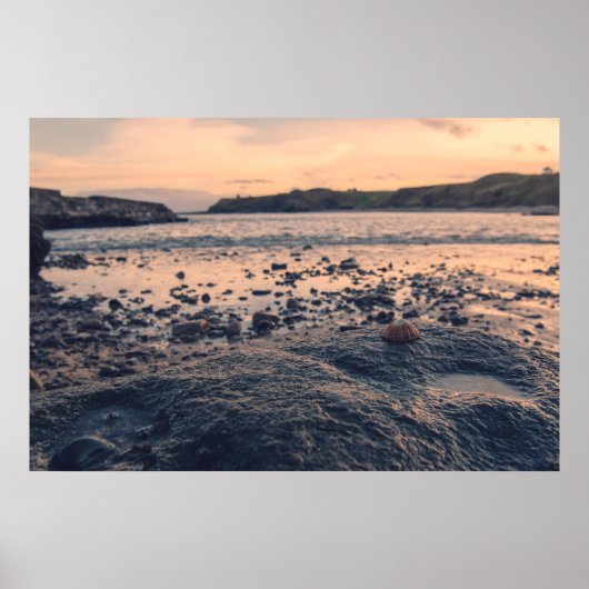 Muschel Nordsee Poster (Vorne)